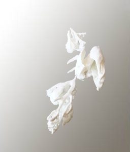 Lee más sobre el artículo Parece flor